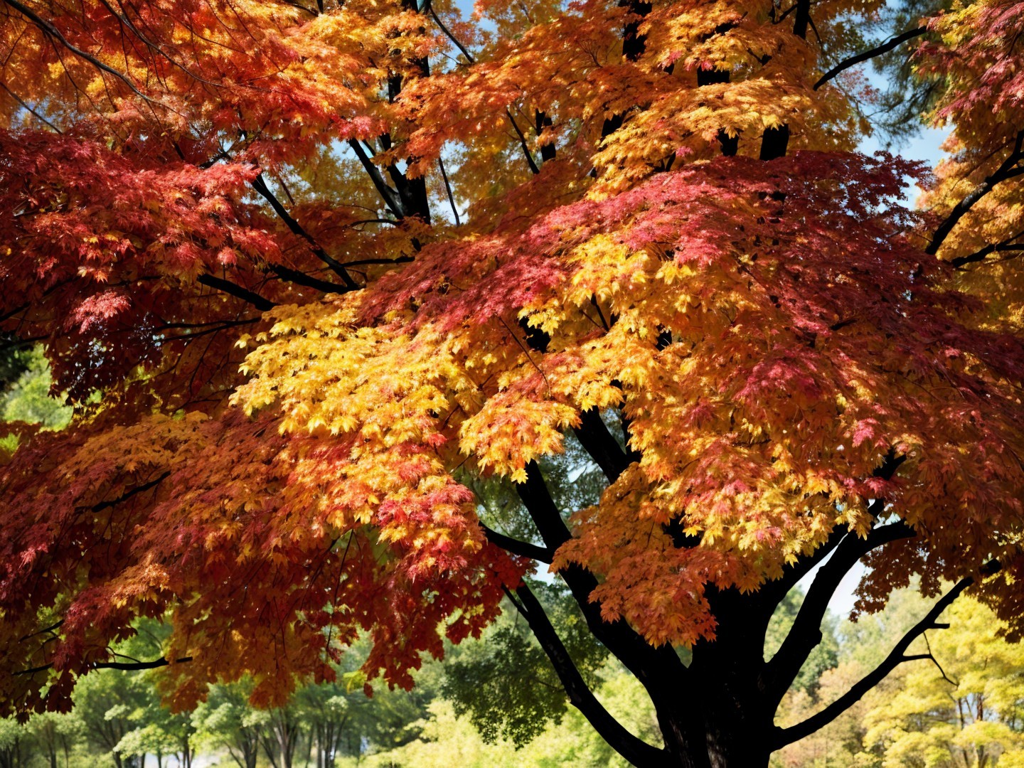 Majestic tree with vibrant autumn foliage in shades of red, orange, and yellow