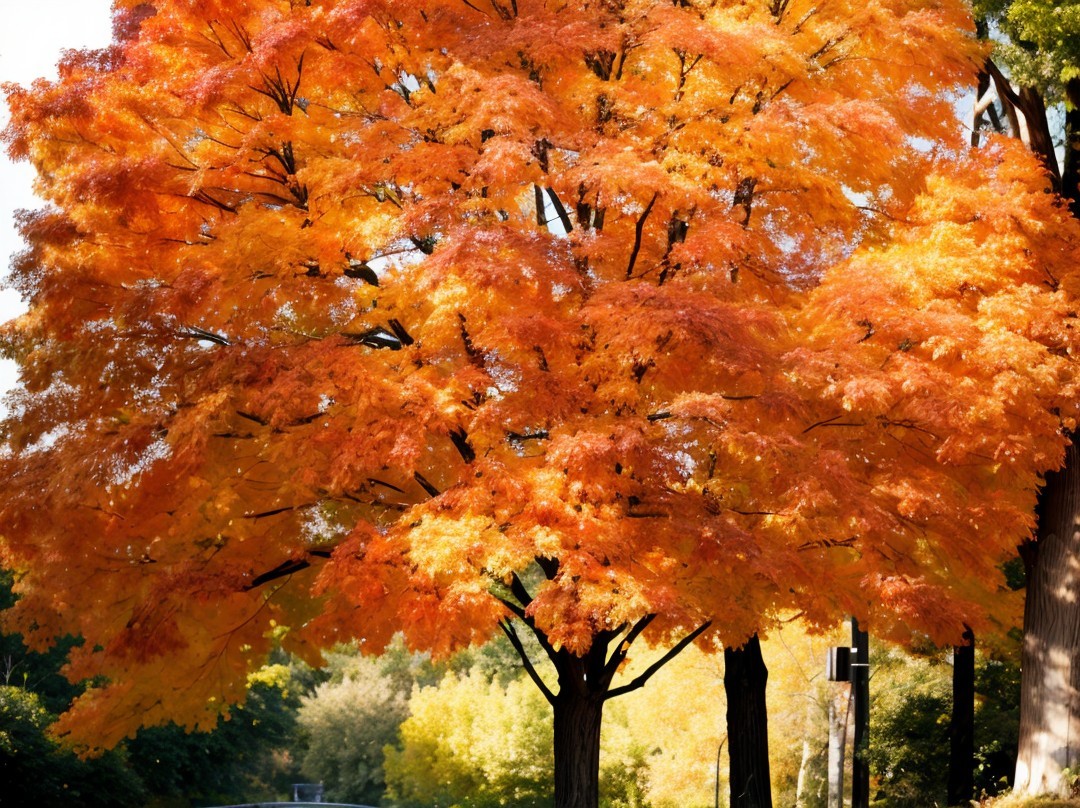 Vibrant Autumn Scene with Majestic Orange Tree