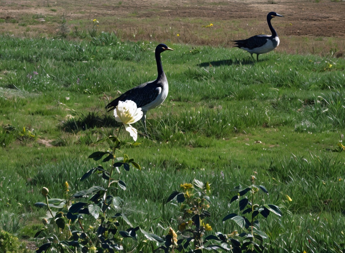 Black-and-White Birds in a Green Field with Flower