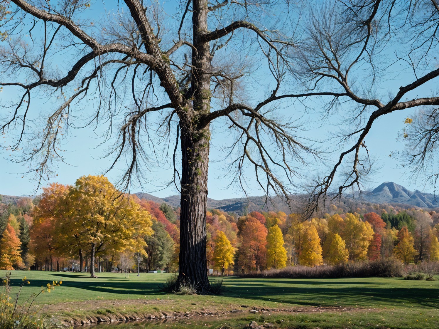 Majestic Bare Tree with Autumn Foliage and Mountains