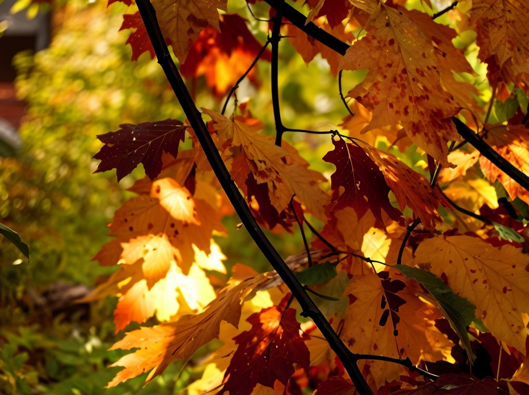 Close-up of Vibrant Autumn Leaves with Sunlight