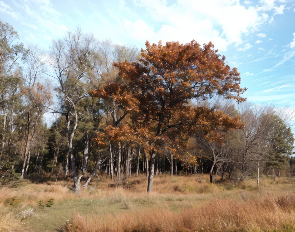 Serene Autumn Landscape with Vibrant Orange Tree