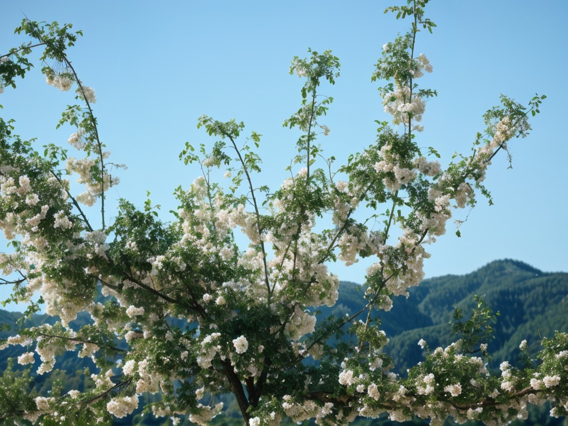 Blooming tree with white flowers under blue sky