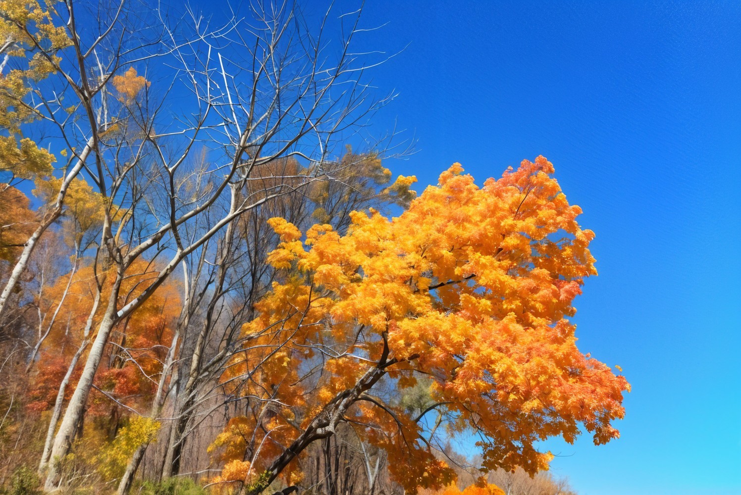 Vibrant Autumn Scene with Colorful Maple Tree
