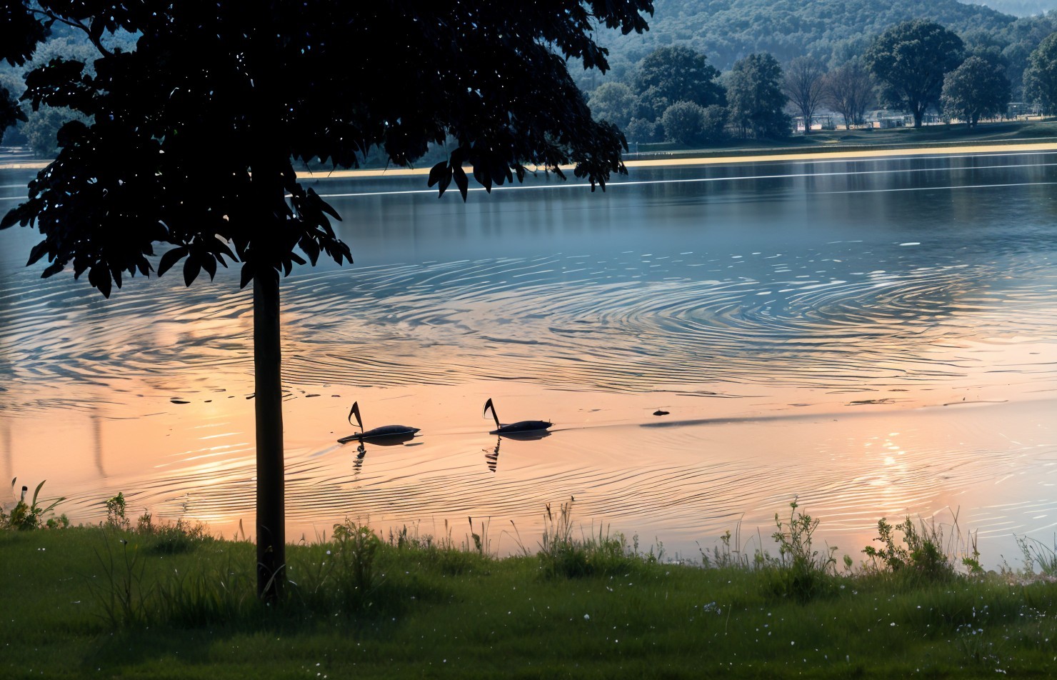 Swans Gliding on a Calm Lake at Sunset