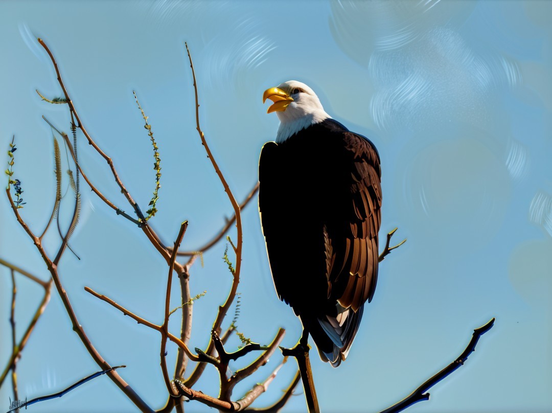Bald Eagle Perched on Branch Against Blue Sky