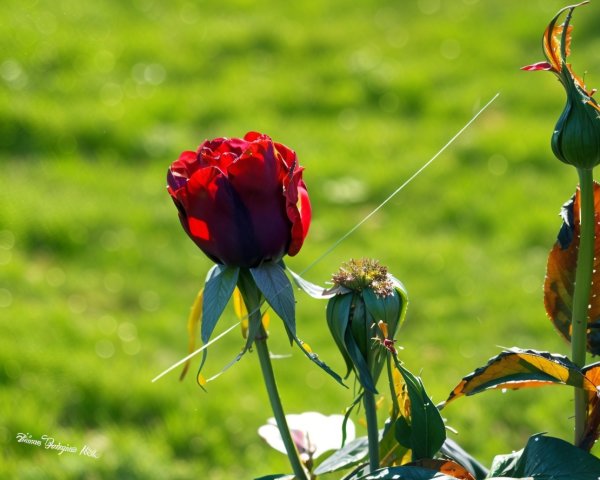 Vibrant Red Rose with Buds and Green Background