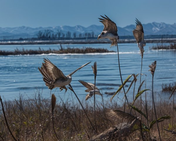 Birds Flying Over Tranquil Water and Mountains