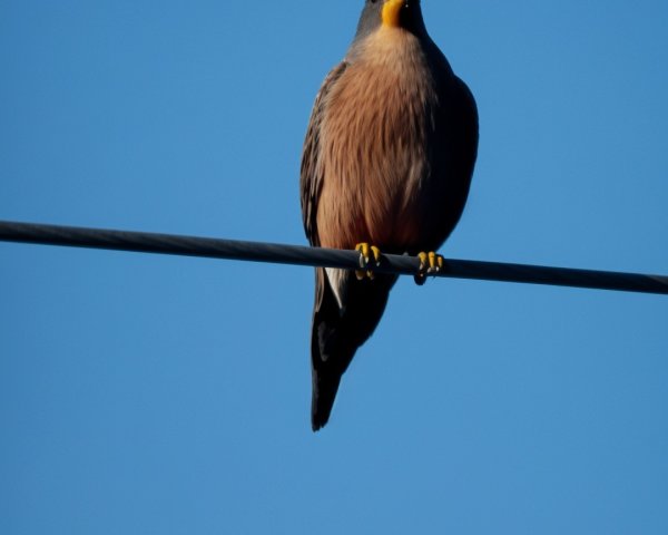 Bird on Wire with Brown and Gray Plumage in Blue Sky