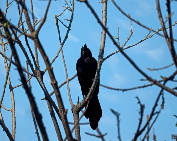 Black Bird on Bare Branch Against Blue Sky