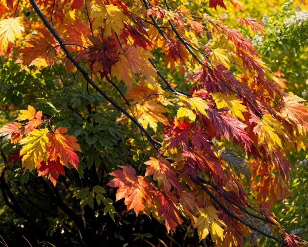 Vibrant Autumn Leaves in Red, Orange, and Yellow Hues