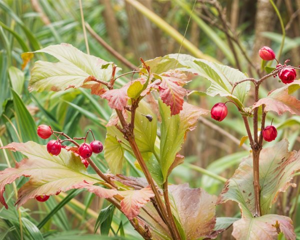 Vibrant Red Fruit Among Lush Green Leaves in Nature