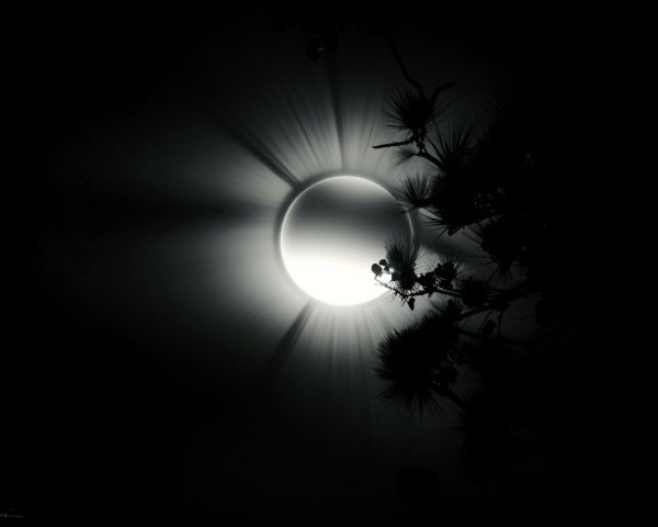 Full Moon with Halo and Silhouetted Tree Branches