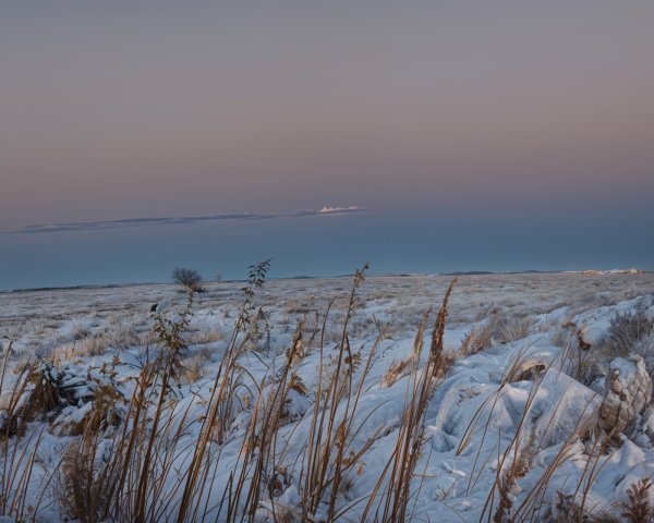 Serene Winter Landscape with Snow and Frosted Grasses