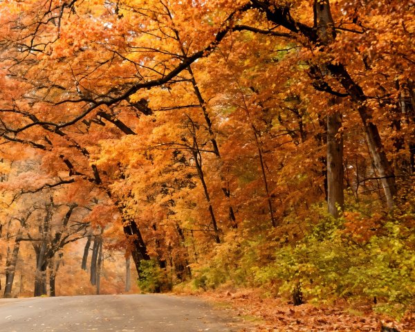 Autumn Road Surrounded by Colorful Foliage and Mist