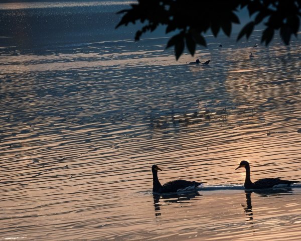 Ducks Gliding on a Serene Lake at Sunrise