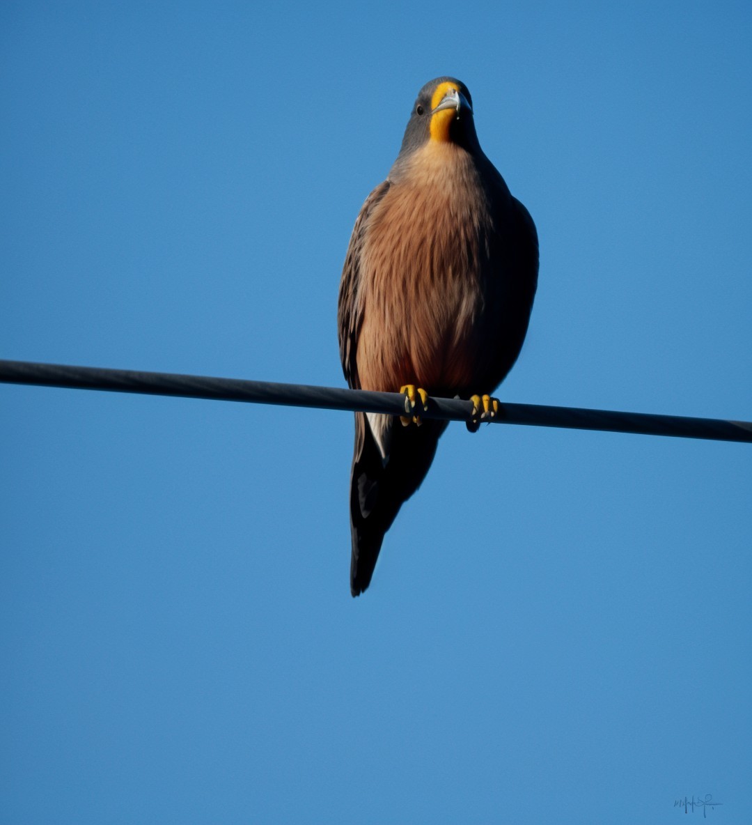 Bird on Wire with Brown and Gray Plumage in Blue Sky