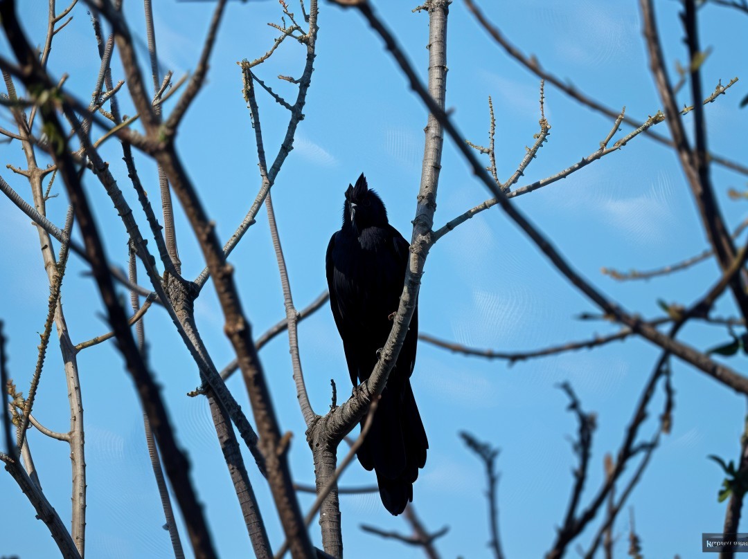 Black Bird on Bare Branch Against Blue Sky