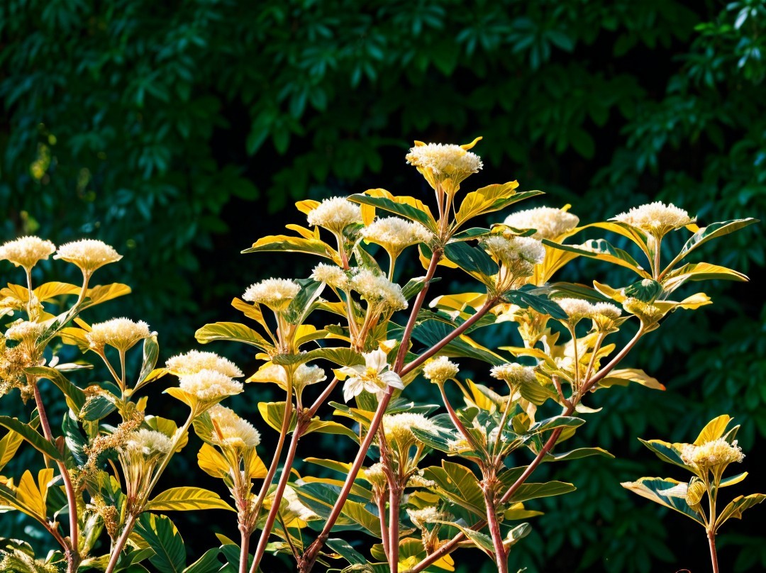 Vibrant Flowering Plant with White Blossoms and Green Foliage