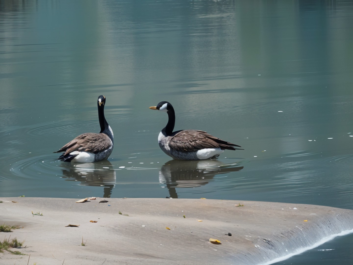 Ducks with Brown Bodies and White Face Markings in Water