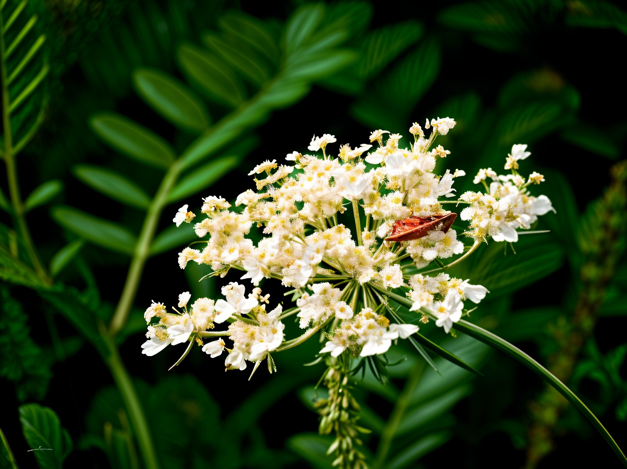 Tiny White Flowers with Green Foliage and Insect