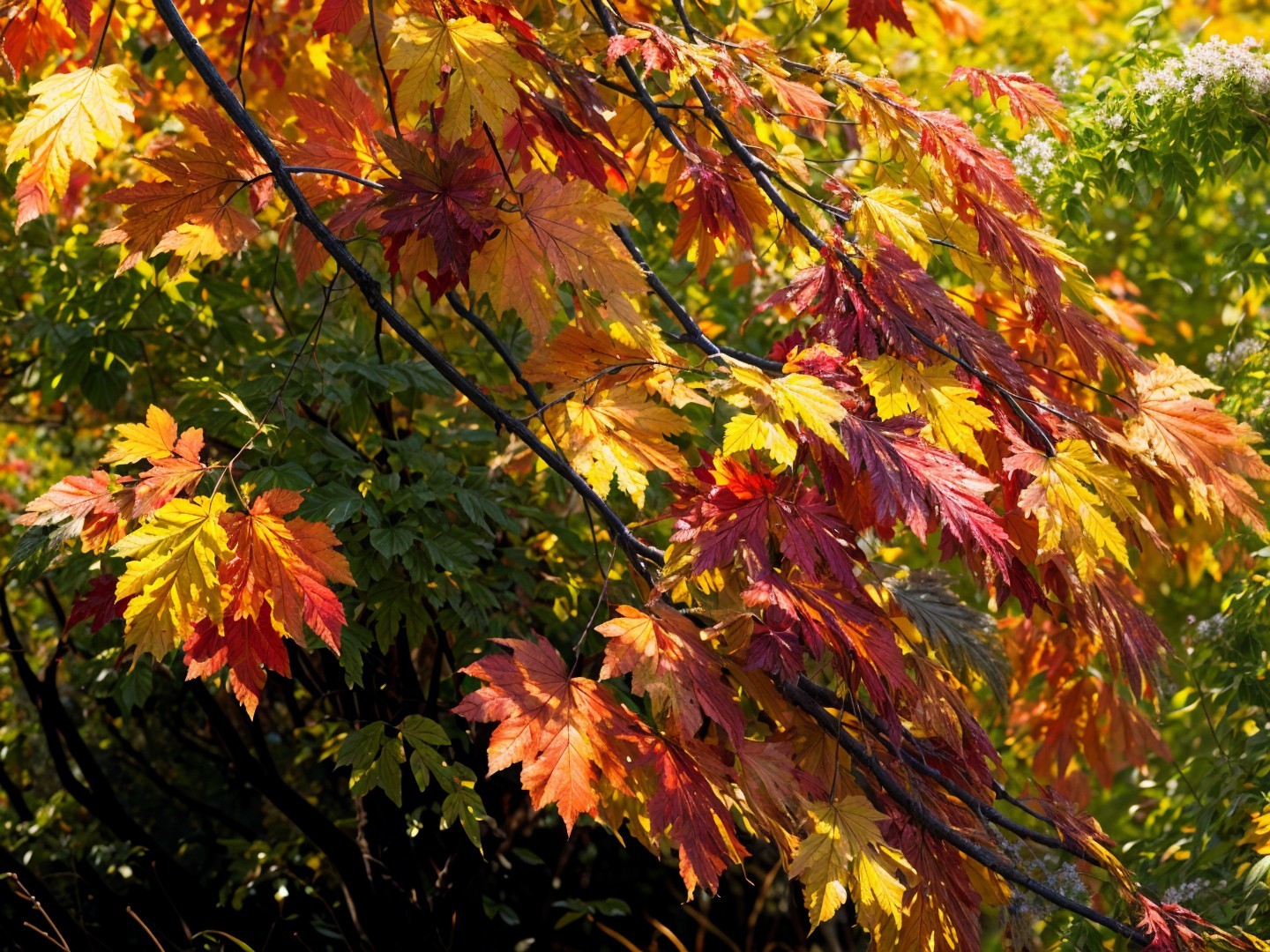 Vibrant Autumn Leaves in Red, Orange, and Yellow Hues