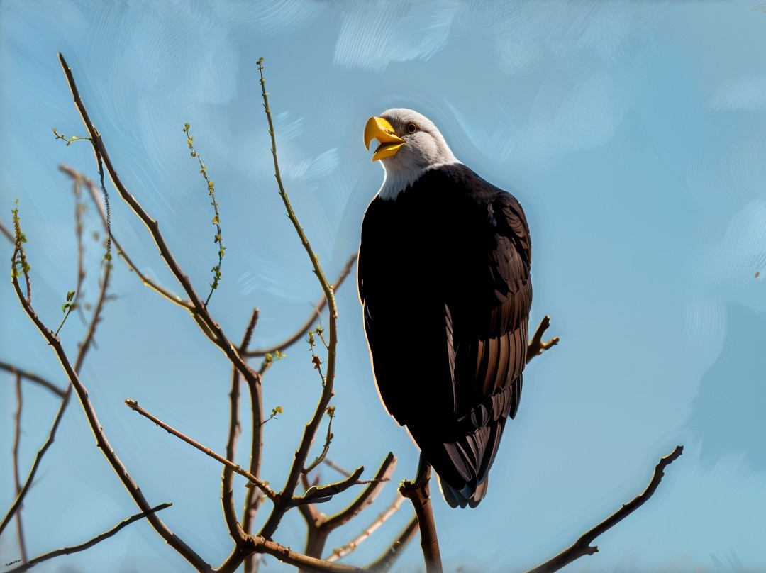 Eagle on Tree Branch Against Vibrant Blue Sky