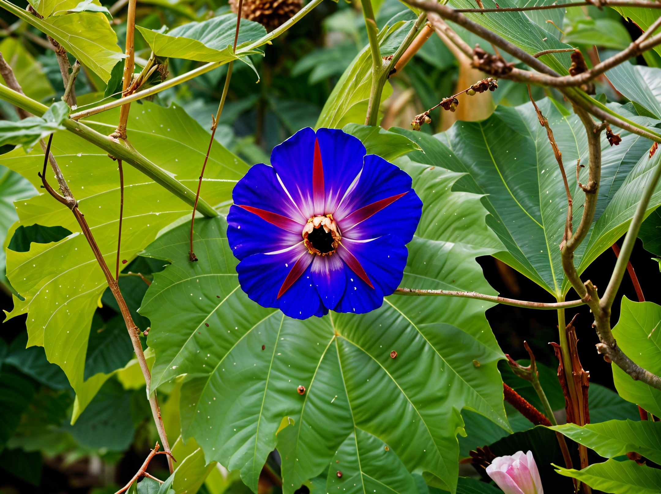 Vivid Blue Flower with Purple Veins Amid Green Foliage