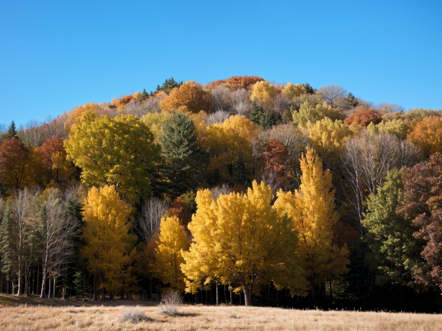 Autumn Colors on Hillside with Clear Blue Sky