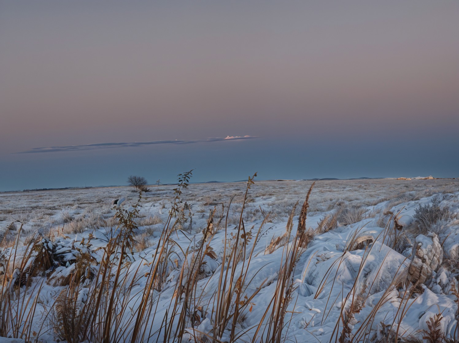 Serene Winter Landscape with Snow and Frosted Grasses