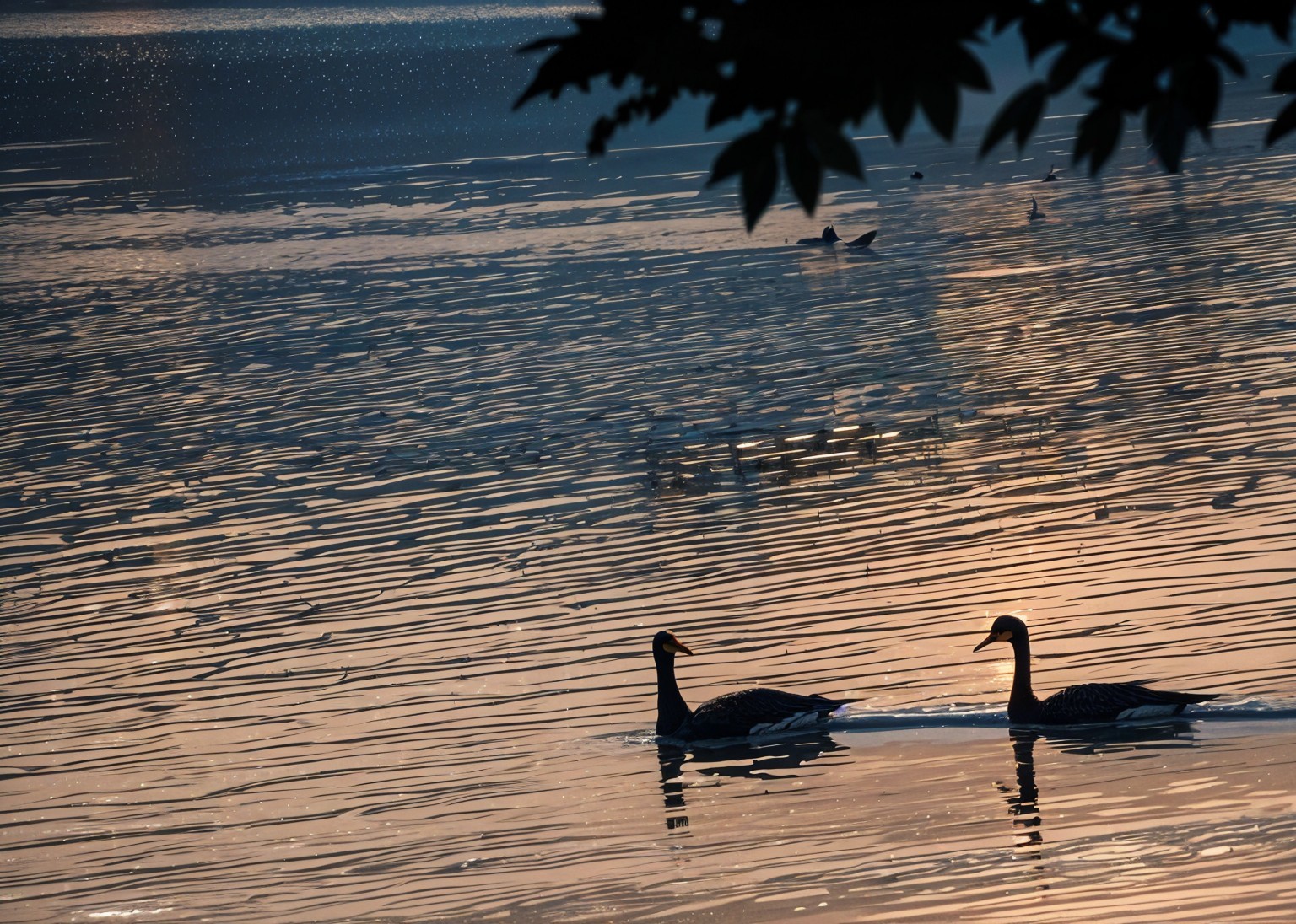 Ducks Gliding on a Serene Lake at Sunrise