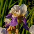 Vibrant Irises with Flowing Petals and Green Foliage