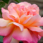 Vibrant Pink and Peach Rose with Dewy Petals