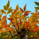 Autumn Foliage in Orange, Yellow, and Green Colors