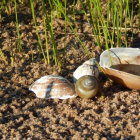Ceramic Bowls on Sandy Surface with Grass Background