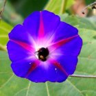 Vibrant Flower with Blue Petals and Pink Center