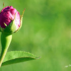 Close-up of a purple rosebud on a green stem