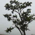Solitary Tree in Fog with Twisted Branches and Foliage