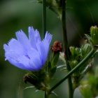 Vibrant Blue Flower Against Blurred Green Background
