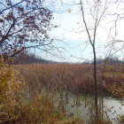 Tranquil River Scene with Autumn Leaves and Bare Trees
