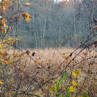 Serene Autumn Landscape with Vibrant Hues and Trees