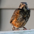 Close-up of a bird with vibrant orange and black feathers