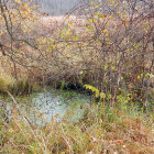 Serene Landscape with Gentle Stream and Autumn Colors
