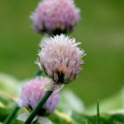 Delicate Pink and White Flowers with Lush Green Foliage