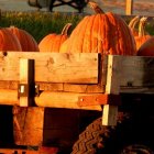 Assortment of Pumpkins on Rustic Wooden Trailer
