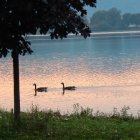 Swans Gliding on a Calm Lake at Sunset