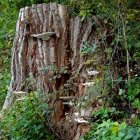 Natural rock formation with cascading waterfalls and foliage