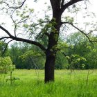 Lush Green Meadow with Majestic Tree and Overcast Sky