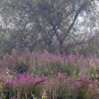 Serene Landscape with Tree and Colorful Wildflowers