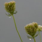 Delicate white flowers with yellow tips on gray backdrop